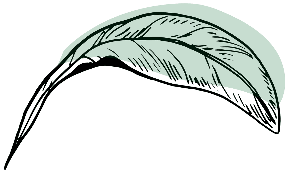 leaf illustration